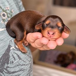 Arthur - Red male Dachshund puppy in Riverton, Wyoming from Wild Rose Ridge Doxies