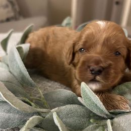 Boy 1 - Apricot male Cavapoo puppy in Milan, Illinois from Poppy Garden Doodles