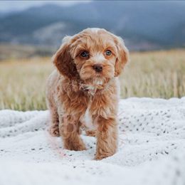 Lavender Collar - Buff female Cockapoo puppy in Missoula, Montana from Big Sky Cockapoos
