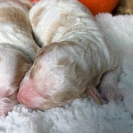 Female Parti - Parti female Goldendoodle puppy in Belgreen, Alabama from Scott’s Farm Poodles and Doodles