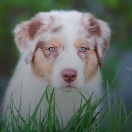 Australian Shepherds from Calabrone Australian Shepherds