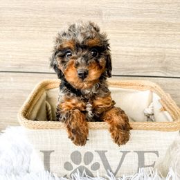 Toby - Merle male Cavapoo puppy in Dayton, Idaho from Rocky Ledge Puppies