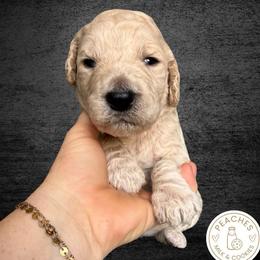 Butter - Cream male Labradoodle puppy in Kingman, Arizona from The Dood Ranch