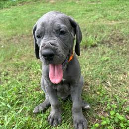 Cobalt - Blue male Great Dane puppy in Rosharon, Texas from Parker's Great Danes