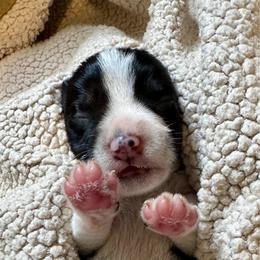 Sandy - Parti female Miniature Schnauzer puppy in Crestview, Florida from 850Schnauzers