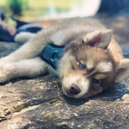 Siberian Huskies from Blue Summit Siberians