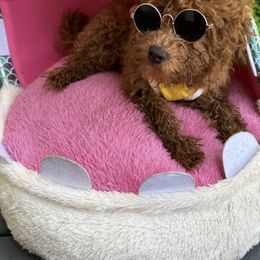 Maltese, Poodles, and Yorkshire Terriers from La’s Sweet Babies