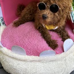 Maltese, Poodles, and Yorkshire Terriers from La’s Sweet Babies