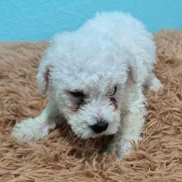 Koda-red spot - White male Bichon Frise puppy in Carthage, Missouri from Cooley's Cuddle Pups