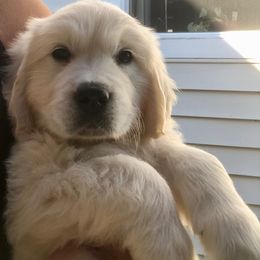 Golden Retriever Puppies from West Coast Cream Goldens