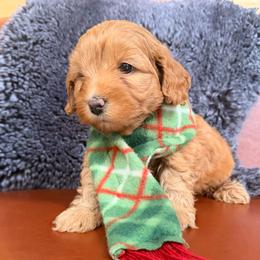 Gus - Apricot male Goldendoodle puppy in Millville, California from Hope Lane Kennels