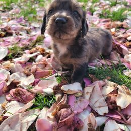 Marble - Dapple Dachshund puppy in Round Lake Beach, Illinois from Doxie Dynasty
