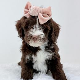 Rebecca - female Golden Mountain Doodle puppy in Fleming, Colorado from Vandenbark Doodles