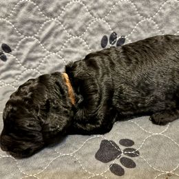 Boy 4 - Poodle puppy in Appleton, Wisconsin from Aspenwood Standard Poodles