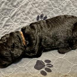 Boy 4 - Poodle puppy in Appleton, Wisconsin from Aspenwood Standard Poodles