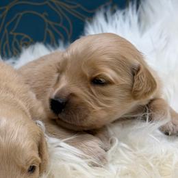 Hazelnut - Golden female Golden Retriever puppy in Oak Hill, Florida from Swingin T Ranch LLC