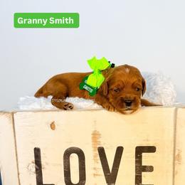 Girl 4 - Red  female Goldendoodle puppy in West Haven, Utah from Split Mountain Doodles