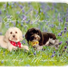 Havanese puppies from Cloud 9 Havanese