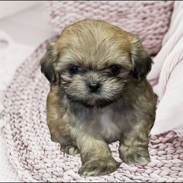 Ollie - Gold male Shih Tzu puppy in Tuscola, Illinois from Dream on puppies