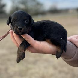 Maroon collar - Black tri-color female Aussiedoodle puppy in Fairmount, Georgia from Muscadine Meadows Farm