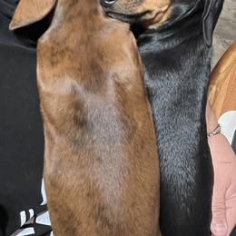 Dachshund Puppies from Witchy Woman’s Wiener’s