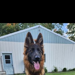 Maze - German Shepherd
