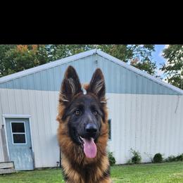 Maze - German Shepherd