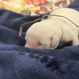 Ms Lilac - Light golden female Golden Retriever puppy in Galt, California from Golden Hearts Ranch English Cream Retrievers