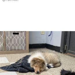 Dalmatian and Shetland Sheepdog Puppies from Karmayne Kennels