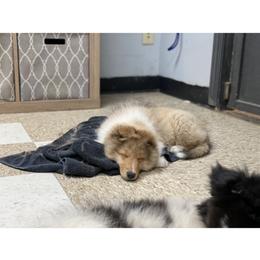 Dalmatian and Shetland Sheepdog Puppies from Karmayne Kennels