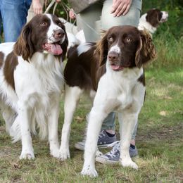 Drentsche Patrijshond All Grown Up from California Drents