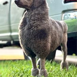 Drax - Poodle