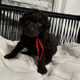Boy 2 - Brown male Poodle puppy in Lathrop, California from Stellar Poodles
