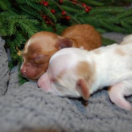 Cavapoo Puppies from Dogwood & Sassafras Companions