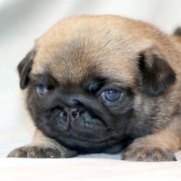 Benji - Fawn male Pug puppy in Winnsboro, Texas from Southern pugs