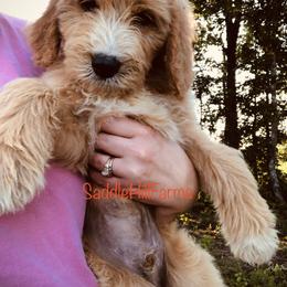 Aussiedoodle and Goldendoodle Puppies from Saddle Hill Farms