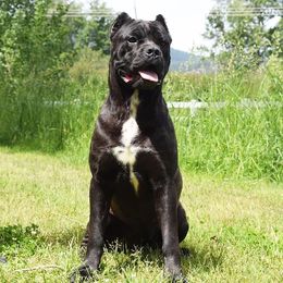 Zulu - Cane Corso