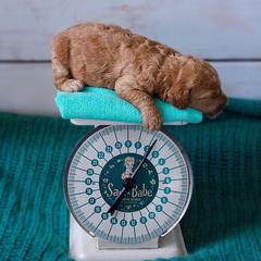 Saint Berdoodle, Poodle, Labradoodle, and Goldendoodle Puppies from Dent’s Doodles