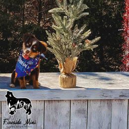 Miniature Australian Shepherd and Toy Australian Shepherd Puppies from Fireside Toy & Mini Aussies