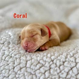 Coral - Dark golden female Golden Retriever puppy in San Bernardino, California from Thegoldendreams1