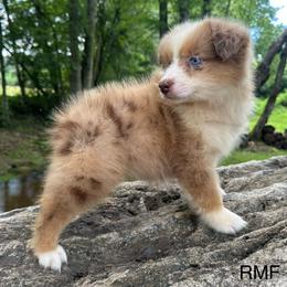 Beauty - Red merle female Australian Shepherd puppy in Copperhill, Tennessee from Tuff Country Farm
