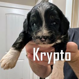 Krypto - Tri-color male Bernedoodle puppy in Bountiful, Utah from Red Brick Doodles