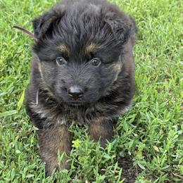 Pink female - Black and red female German Shepherd puppy in Herrick, South Dakota from Dakota Shepherds Kennels