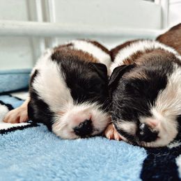 Saint Bernard Puppies from Southern Saints