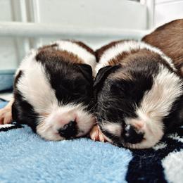 Saint Bernard Puppies from Southern Saints
