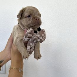 French Bulldog Puppies from Endless Frenchies