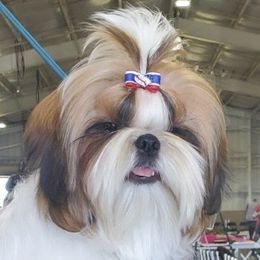 Copper - Shih Tzu
