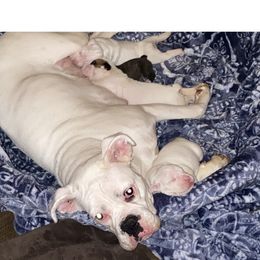 Luna white - Boxer