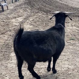 Golden Retriever and Jack Russell Terrier Puppies from Shelby Burleson's Golden Retrievers and Jack Russell Terriers