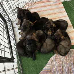 German Shepherd Puppies from Key Star German Shepherds